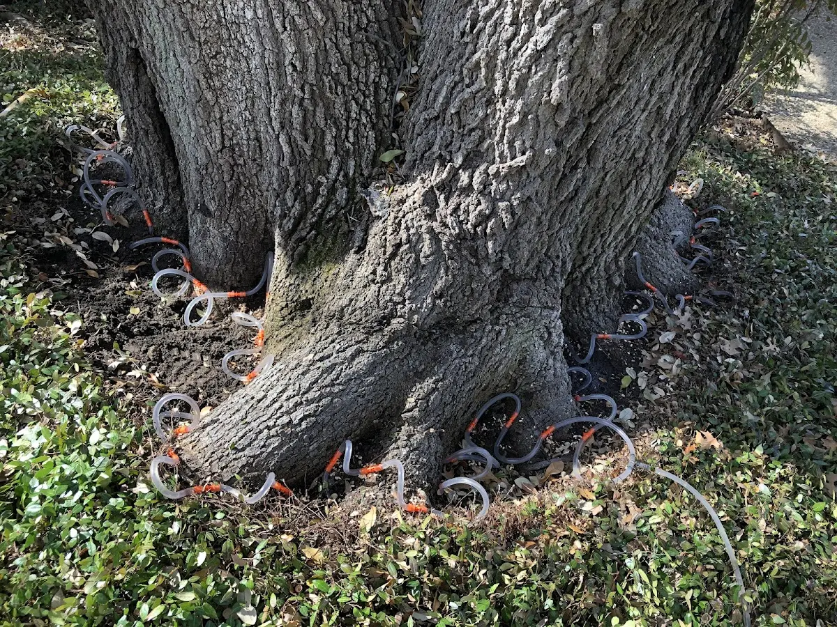 Detailed Tree Cabling and Bracing job site in Rollinsville