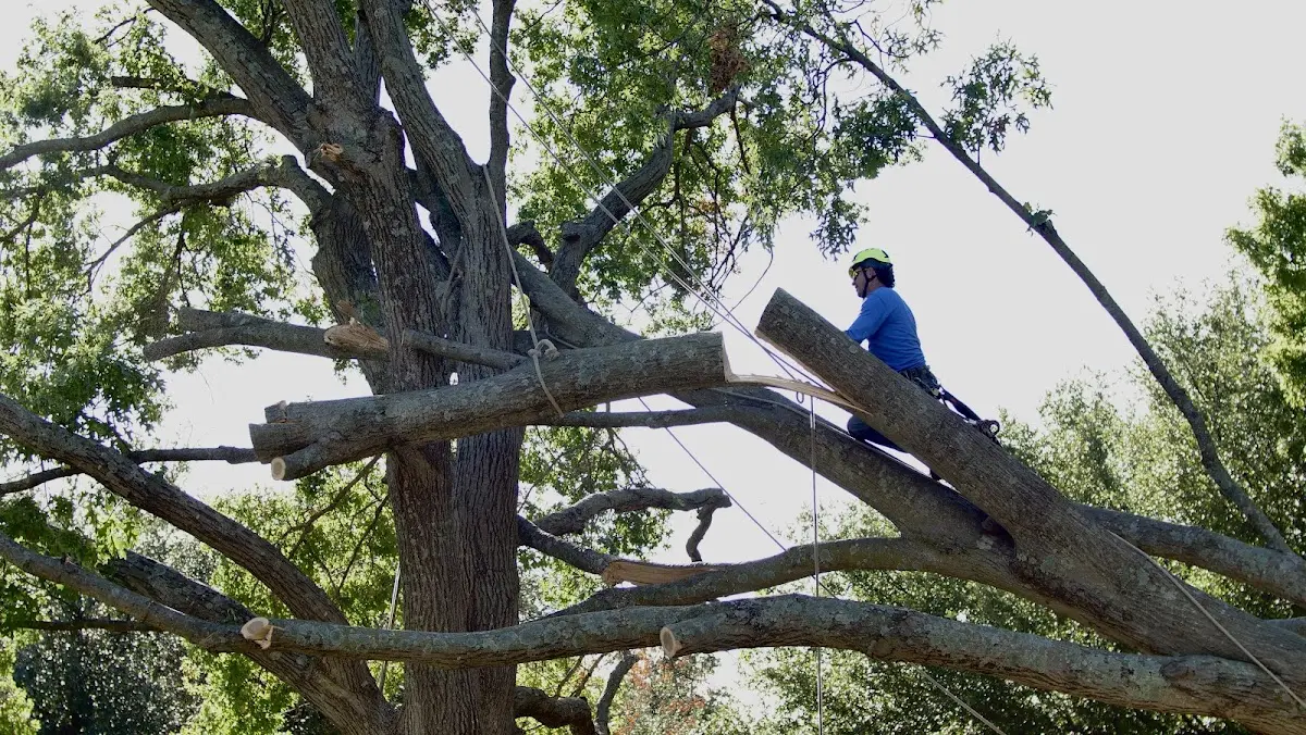 Professional Crown Thinning performed by certified arborists in Rollinsville