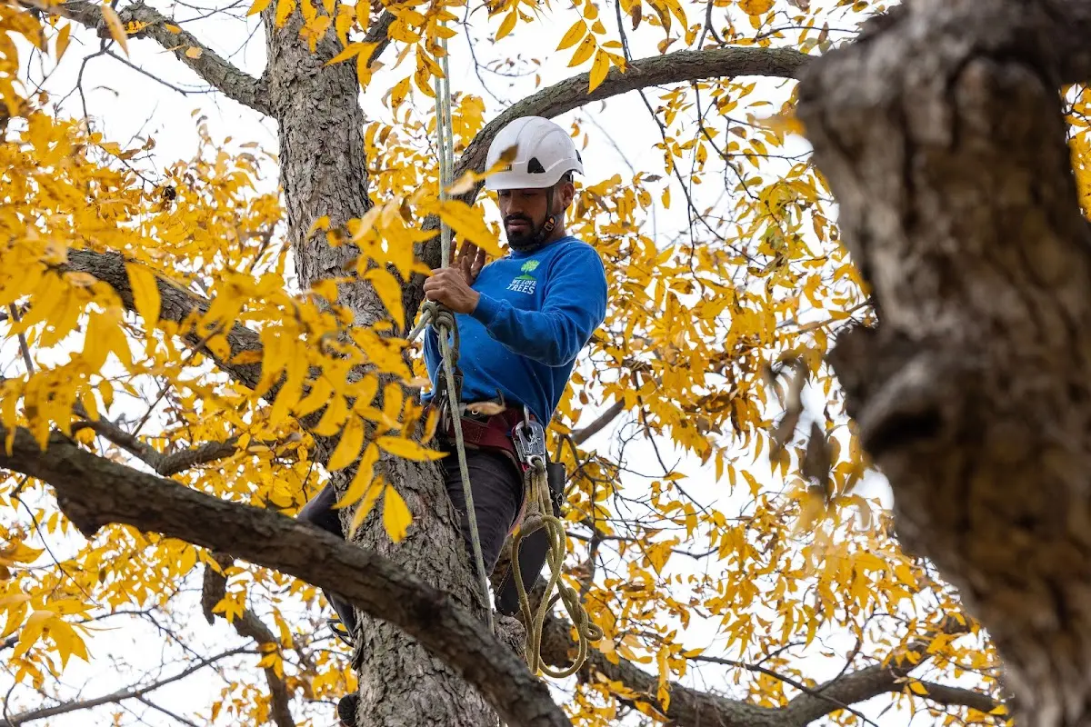 Skilled Tree Trimming crew working in Rollinsville