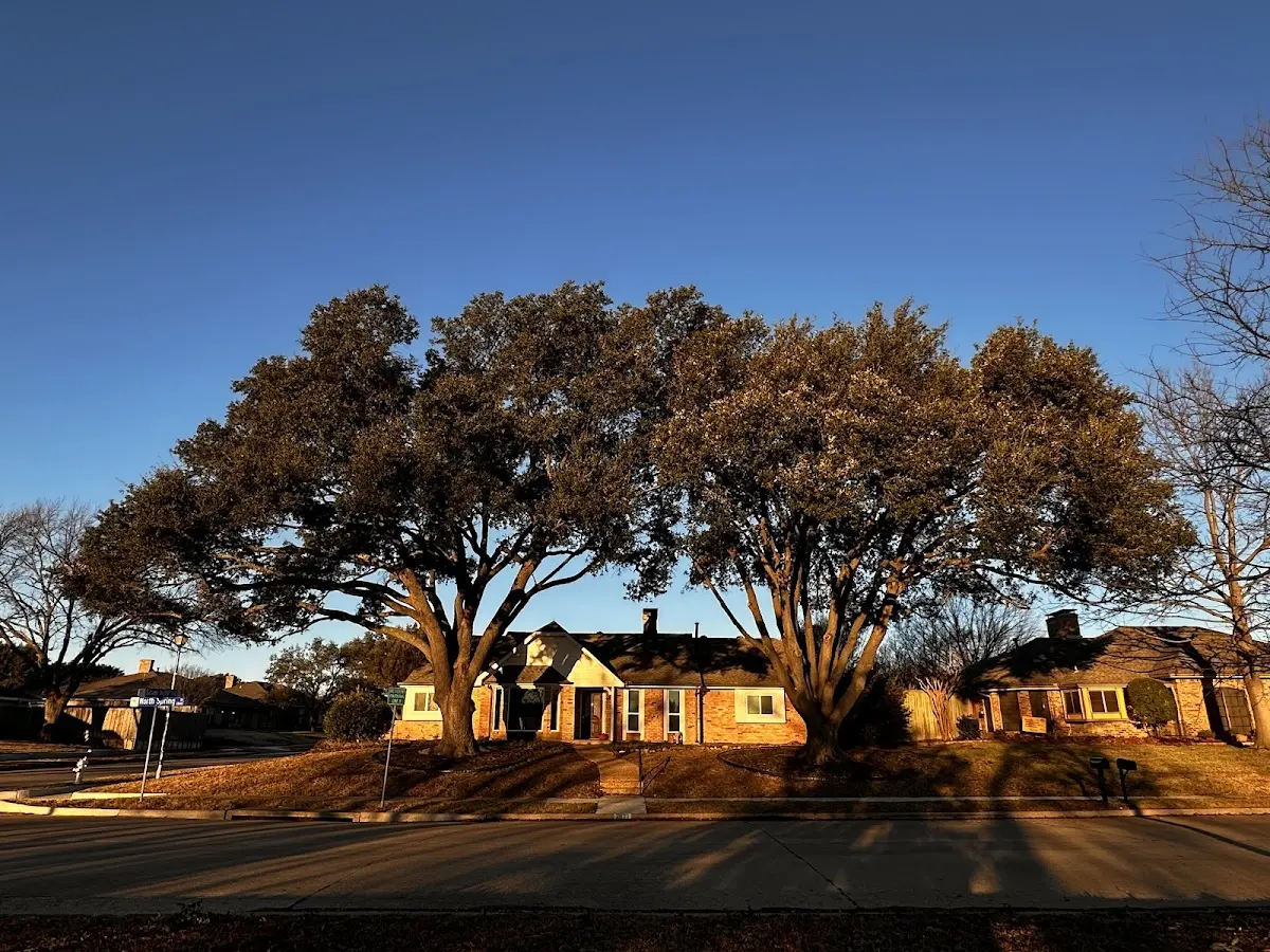 Established residential canopy tree shading a home in Rollinsville